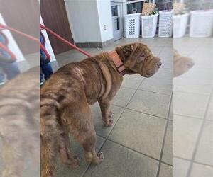 Staffordshire Bull Terrier-Unknown Mix Dogs for adoption in San Antonio, TX, USA