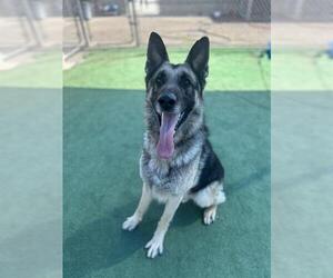 German Shepherd Dog Dogs for adoption in Redlands, CA, USA