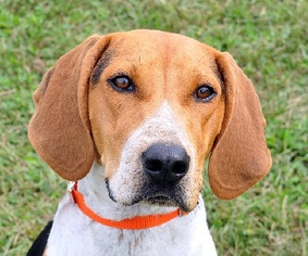 Treeing Walker Coonhound Dogs for adoption in Madison, IN, USA