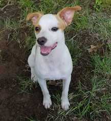 Rat Terrier Dogs for adoption in White River Junction, VT, USA