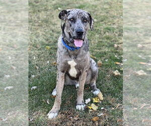 Great Dane-Neapolitan Mastiff Mix Dogs for adoption in Spring Lake, NJ, USA