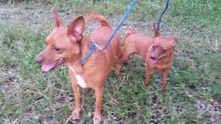 Chipin Dogs for adoption in Foristell, MO, USA