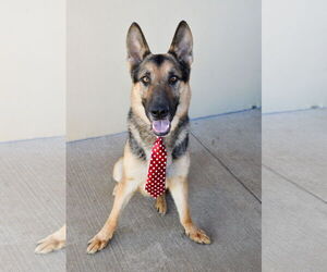 German Shepherd Dog-Unknown Mix Dogs for adoption in McKinney, TX, USA