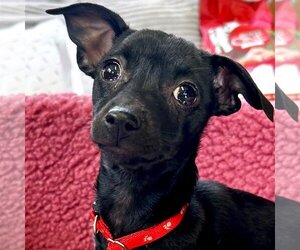 Chiweenie Dogs for adoption in Jefferson, WI, USA