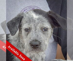 Australian Shepherd-Unknown Mix Dogs for adoption in Huntley, IL, USA