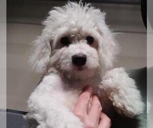 Maltipoo Dogs for adoption in Alameda, CA, USA