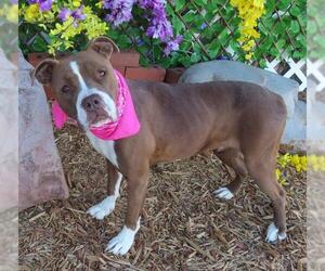 American Pit Bull Terrier-Unknown Mix Dogs for adoption in Oklahoma City, OK, USA