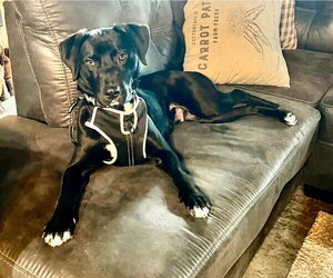 Medium Photo #2 Labrador Retriever-Unknown Mix Puppy For Sale in Cromwell, KY, USA