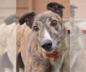 Greyhound Dogs for adoption in Minneapolis, MN, USA