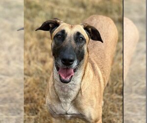 Mutt Dogs for adoption in Redmond, WA, USA