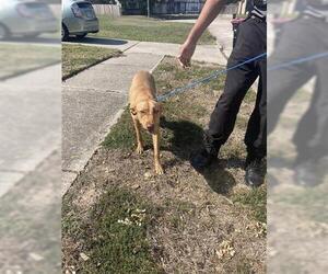Labrador Retriever Dogs for adoption in Houston, TX, USA
