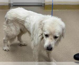Great Pyrenees-Unknown Mix Dogs for adoption in Grand Prairie, TX, USA