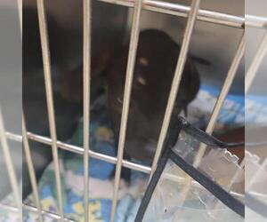 Mutt Dogs for adoption in Oklahoma City, OK, USA