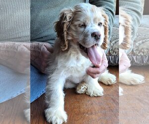 Cocker Spaniel Dogs for adoption in Vernon, IN, USA