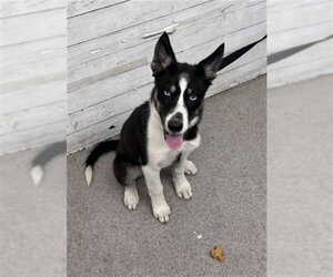 Siberian Husky Dogs for adoption in San Bernardino, CA, USA