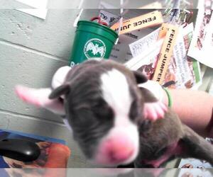 American Pit Bull Terrier-Unknown Mix Dogs for adoption in Tulsa, OK, USA
