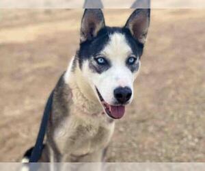 Australian Shepherd-Siberian Husky-Unknown Mix Dogs for adoption in Santa Fe, NM, USA