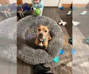 American Pit Bull Terrier-Unknown Mix Dogs for adoption in New London, WI, USA