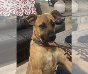 Black Mouth Cur-Boxer Mix Dogs for adoption in Slidell, LA, USA