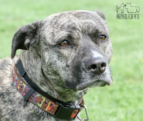 Bullboxer Pit Dogs for adoption in Troy, IL, USA