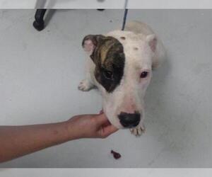 American Staffordshire Terrier Dogs for adoption in Pasadena, TX, USA