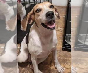 Treeing Walker Coonhound Dogs for adoption in Tampa, FL, USA