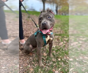 American Staffordshire Terrier Dogs for adoption in Lawrenceville, NJ, USA