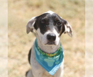 American Staffordshire Terrier Dogs for adoption in San Antonio, TX, USA