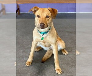 Labrador Retriever-Unknown Mix Dogs for adoption in Genesee, WI, USA