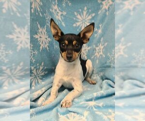 Rat Terrier Dogs for adoption in Lake City, MI, USA