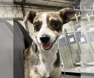 Chihuahua Dogs for adoption in Bakersfield, CA, USA