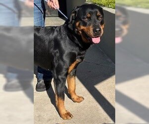 Rottweiler Dogs for adoption in Lodi, CA, USA