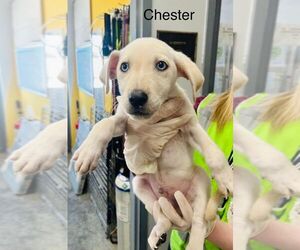 Huskies -Labrador Retriever Mix Dogs for adoption in Calgary, Alberta, Canada