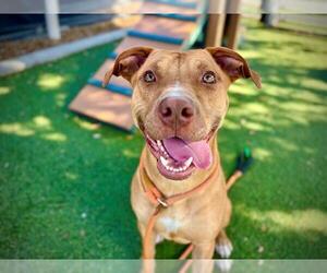 American Pit Bull Terrier Dogs for adoption in Orlando, FL, USA
