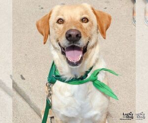 Labrador Retriever Dogs for adoption in Washington, DC, USA