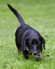 Dachshund Dogs for adoption in Mechanicsburg, PA, USA