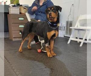 Rottweiler Dogs for adoption in Traverse City, MI, USA