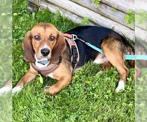 Beagle Dogs for adoption in Pendleton, NY, USA