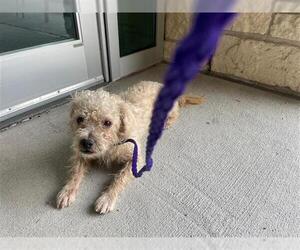 Poodle (Miniature) Dogs for adoption in Houston, TX, USA