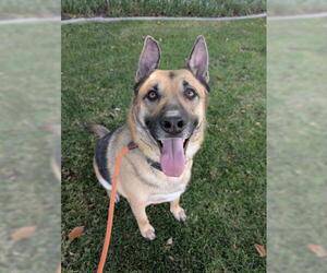 German Shepherd Dog Dogs for adoption in Redlands, CA, USA