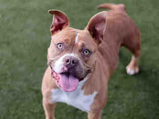 Bullboxer Pit Dogs for adoption in Martinez, CA, USA