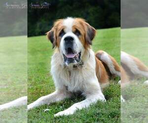 Saint Bernard Dogs for adoption in Mooresville, NC, USA