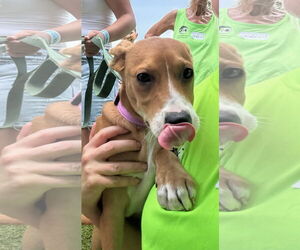 Mutt Dogs for adoption in Royal Palm Beach, FL, USA