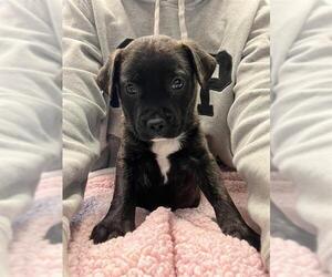 American Pit Bull Terrier Dogs for adoption in Stockton, CA, USA