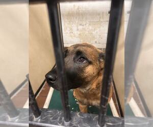 German Shepherd Dog-Unknown Mix Dogs for adoption in Princeton, MN, USA