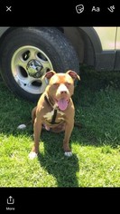 American Pit Bull Terrier Dogs for adoption in Newark, DE, USA