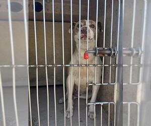 American Bulldog-Unknown Mix Dogs for adoption in Oklahoma City, OK, USA