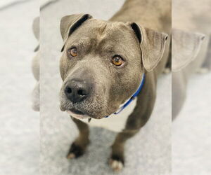 American Pit Bull Terrier Dogs for adoption in Westminster, MD, USA