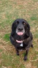 Labrador Retriever-Unknown Mix Dogs for adoption in Darlington, MD, USA
