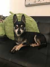 Chihuahua Dogs for adoption in Bronx, NY, USA